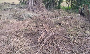 Land for sale in Bua Sali, Chiang Rai