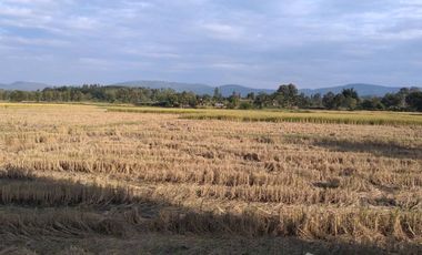 Land for sale in Bua Sali, Chiang Rai