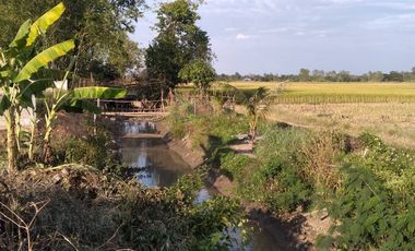 Land for sale in Bua Sali, Chiang Rai