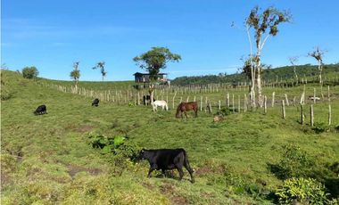 VENDO FINCA DE 368 HECTAREAS COORDILLERA