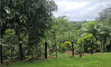 Finca en venta 12 Has en Capira Trinidad - con Casa Campestre  (DR)