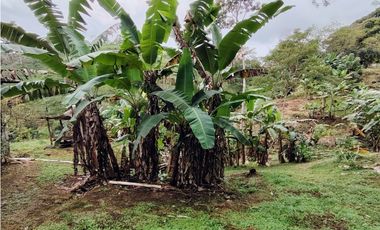 Se Vende Finca de 12 Has en Capira Trinidad con Casa Campestre (DR)
