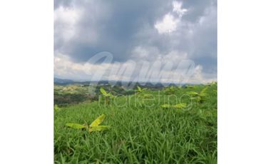 VENTA DE FINCA VA ALTAGRACIA - PEREIRA