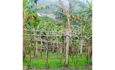 VENTA DE FINCA VA ALTAGRACIA - PEREIRA