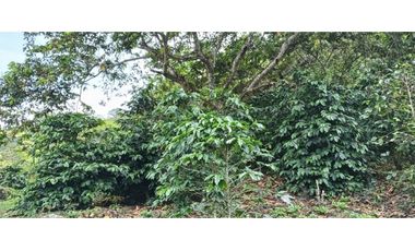 Venta Finca, vía Pijao a Génova, Quindío. COD: 8342923