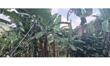 Venta Finca, vía Pijao a Génova, Quindío. COD: 8342923