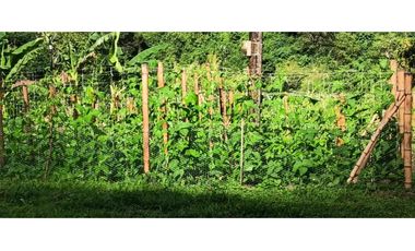 Venta Finca, vía Pijao a Génova, Quindío. COD: 8342923