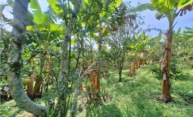 Venta Finca, vía Pijao a Génova, Quindío. COD: 8342923