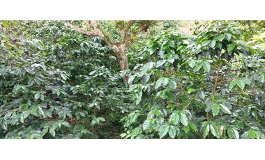 Venta Finca, vía Pijao a Génova, Quindío. COD: 8342923