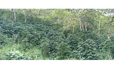 Venta Finca, vía Pijao a Génova, Quindío. COD: 8342923