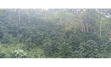 Venta Finca, vía Pijao a Génova, Quindío. COD: 8342923