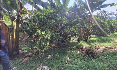 Venta Finca, vía Pijao a Génova, Quindío. COD: 8342923