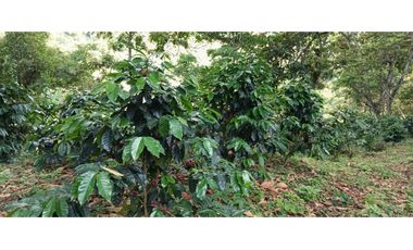Venta Finca, vía Pijao a Génova, Quindío. COD: 8342923