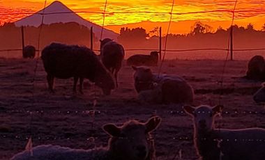 Parcela en Venta en Llanquihue
