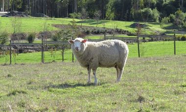 Parcela en Venta en Llanquihue