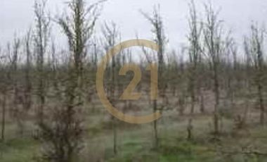 PROPIEDAD AGRICOLA COMUNA DE RETIRO, MAULE
