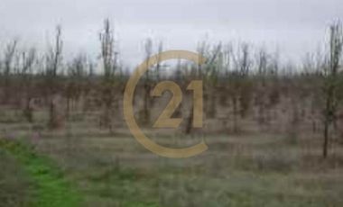 PROPIEDAD AGRICOLA COMUNA DE RETIRO, MAULE