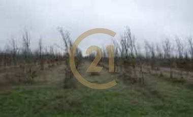 PROPIEDAD AGRICOLA COMUNA DE RETIRO, MAULE