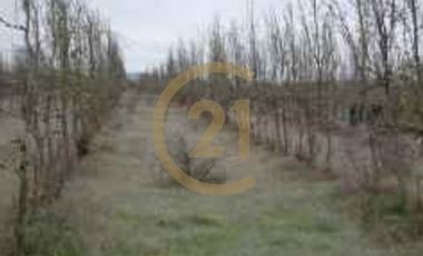 PROPIEDAD AGRICOLA COMUNA DE RETIRO, MAULE