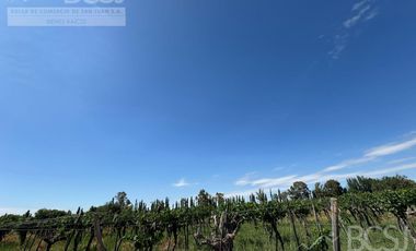 Finca en  El Mogote