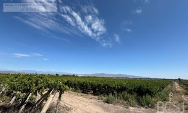 Finca en  El Mogote