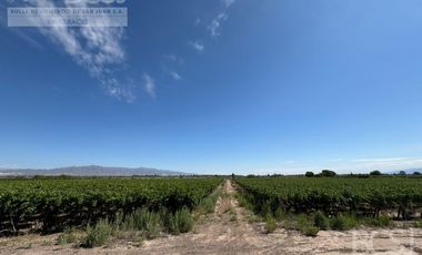 Finca en  El Mogote