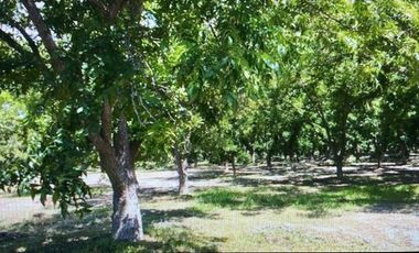 Terreno en Residencial Campestre Hacienda del Marqués - Parras Coahuila