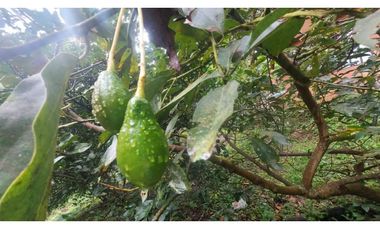 VENTA DE FINCA EN ANOLAIMA CUNDINAMARCA CASA CON LICENCIA