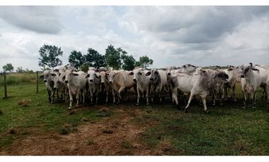 FINCA GANADERA EN VENTA, PUERTO GAITAN META, NEGOCIABLE