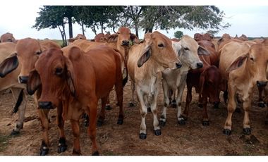 FINCA GANADERA EN VENTA, PUERTO GAITAN META, NEGOCIABLE
