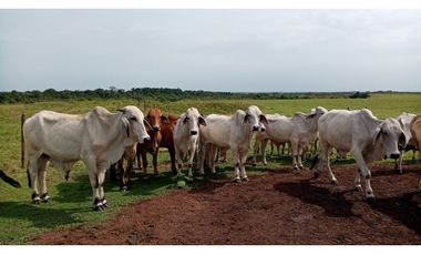 FINCA GANADERA EN VENTA, PUERTO GAITAN META, NEGOCIABLE