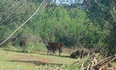 Parcela en venta en CHILLÁN VIEJO