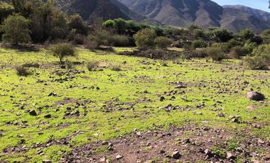 Parcela en venta en VICUÑA