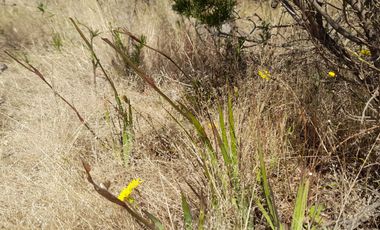 Parcela en venta en ALGARROBO