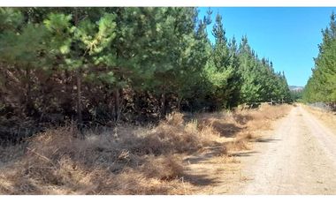 Parcela Hacienda Las Palmas 5000 m2, Santa Cruz