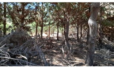 Parcela Hacienda Las Palmas 5000 m2, Santa Cruz