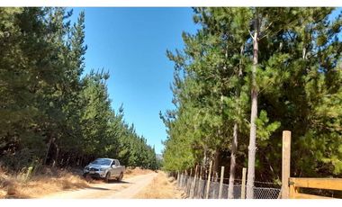 Parcela Hacienda Las Palmas 5000 m2, Santa Cruz