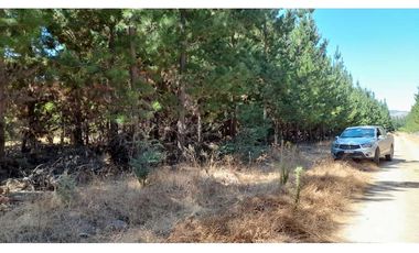 Parcela Hacienda Las Palmas 5000 m2, Santa Cruz