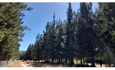 Parcela Hacienda Las Palmas 5000 m2, Santa Cruz