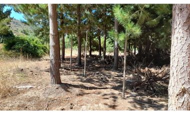 Parcela Hacienda Las Palmas 5000 m2, Santa Cruz