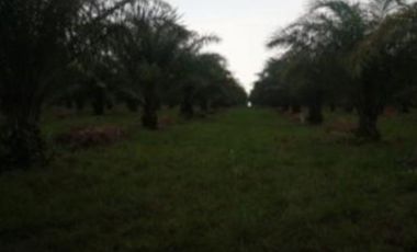 FINCA PALMERA EN VENTA, PUERTO GAITAN META, NEGOCIABLE