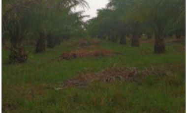 FINCA PALMERA EN VENTA, PUERTO GAITAN META, NEGOCIABLE