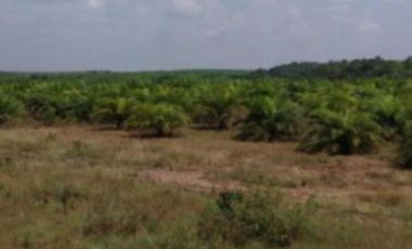 FINCA PALMERA EN VENTA, PUERTO GAITAN META, NEGOCIABLE