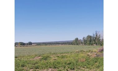 VENTA DE FINCA 13 HAS SOBRE RUTA 40, UGARTECHE - LUJAN DE CUYO