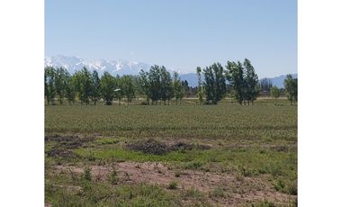 VENTA DE FINCA 13 HAS SOBRE RUTA 40, UGARTECHE - LUJAN DE CUYO