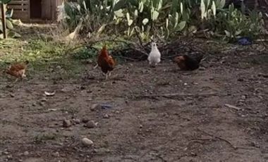 Casa en Venta en Luis cruz Martinez