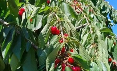 Casa en Venta en Luis cruz Martinez