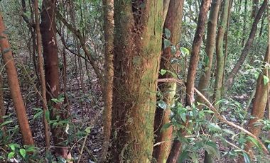 Parcela en Venta en Pargua Ahincó