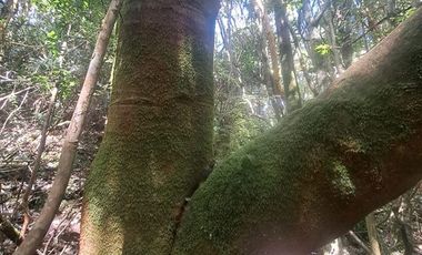 Parcela en Venta en Pargua Ahincó