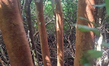 Parcela en Venta en Pargua Ahincó